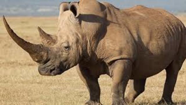 PRIMEROS ANIMALES TERRESTRES