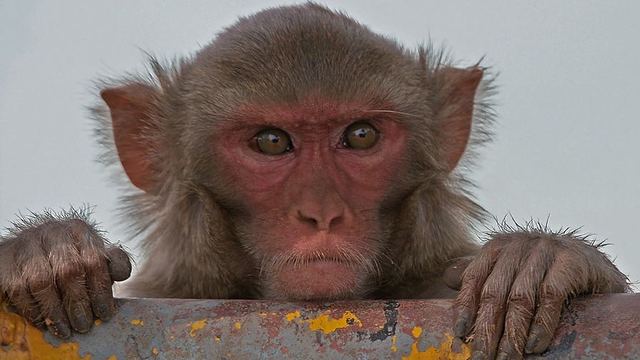 North Carolina Scientists Create a robotic arm that can be controlled by a monkeys thoughts