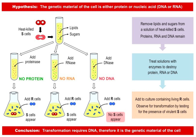 Oswald Avery, Maclyn McCarty & Colin McCleod