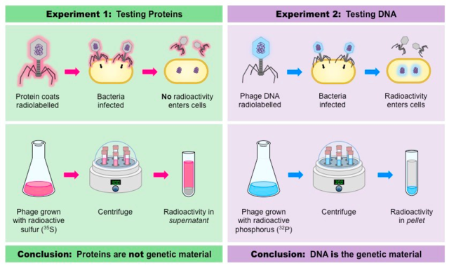 Alfred Hershey and Martha Chase