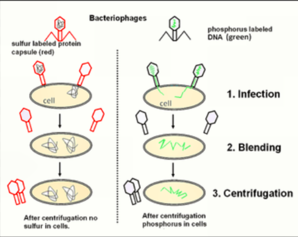Alfred Hershey & Martha Chase
