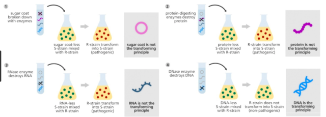 Oswald Avery, Maclyn McCarty, & Colin McCleod