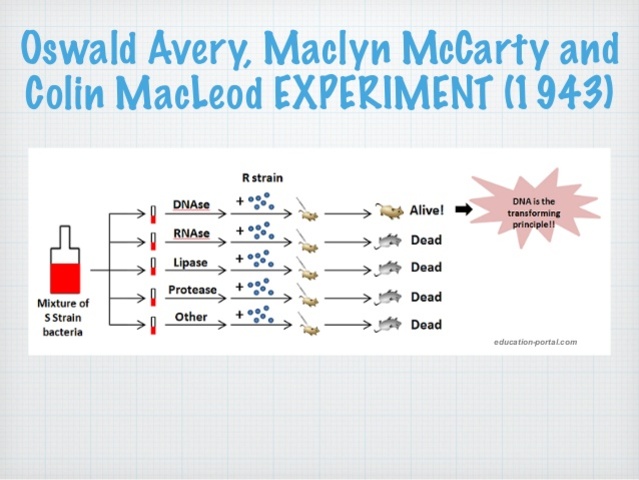 Oswald Avery, Maclyn McCarty, & Colin Macleod