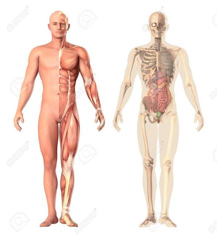 Anatomía humana