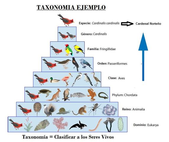 Clasificación de las especies.