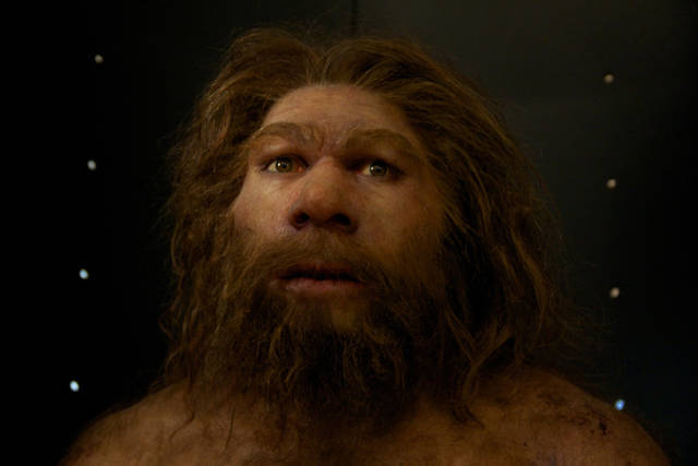 Homo neanderthalensis