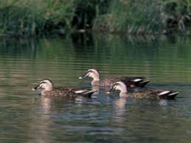 Duck became domestic pet