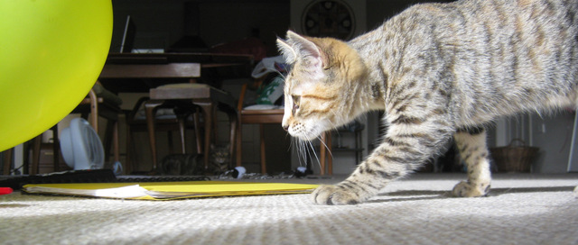 Got Sundae from Pfisters