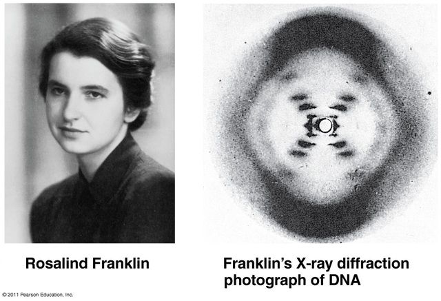 Rosalind Franklin and Maurice Wilkins