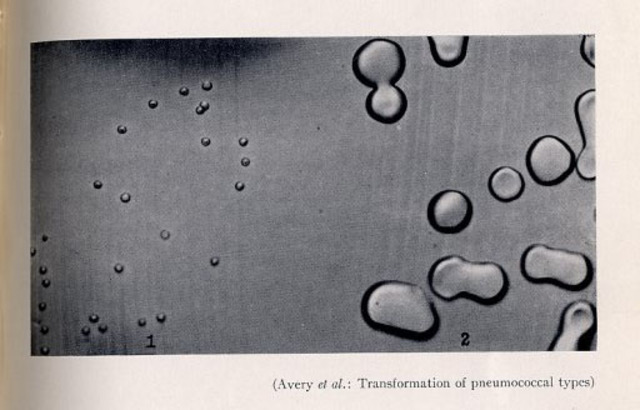 Oswald Avery, Maclyn McCarty, Colin McCleod