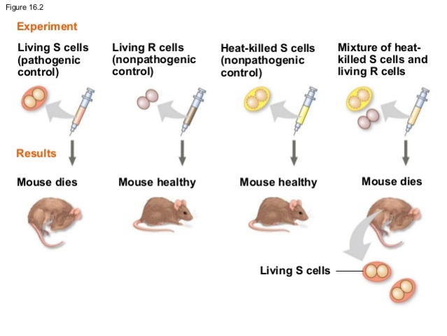 Oswald Avery, Maclyn McCarty, and Colin McCleod