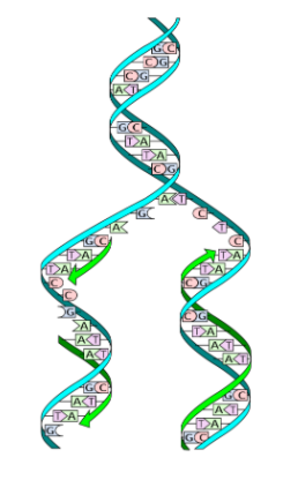 Matthew Meselson and Franklin Stahl