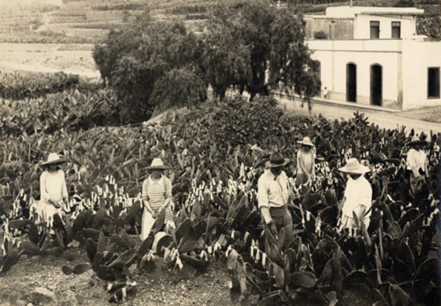 Crisis económica en Canarias.