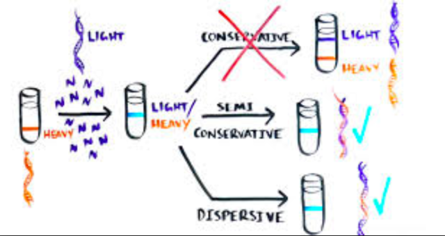 Matthew Meselson & Franklin Stahl