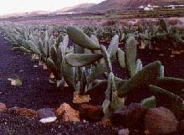 APARICIÓN DE LA GRANA O COCHINILLA