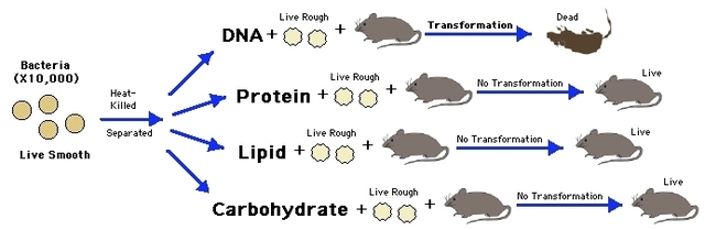 Oswald Avery, Maclyn McCarty, & Colin McCleod