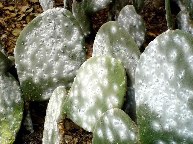 Exportación de cochinilla