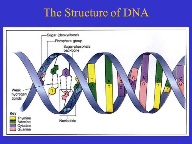 James Watson and Francis Crick