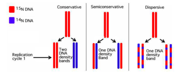 Matthew Meselson and Franklin Stahl