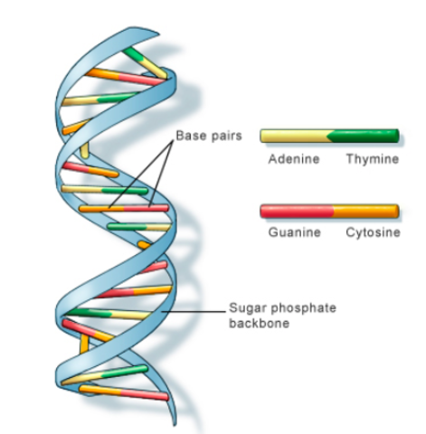 James Watson & Frances Crick