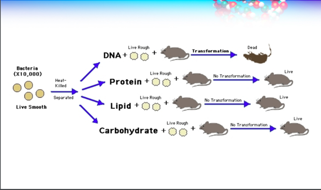 Oswald Avery, Maclyn McCarthy, and Colin McCleod Continued