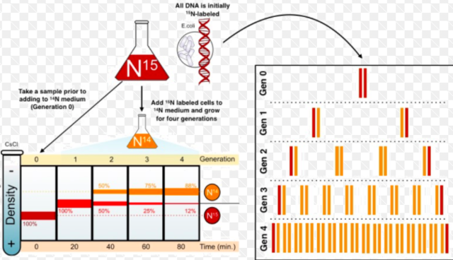 Mathew Meselsin & Franklin Stahl