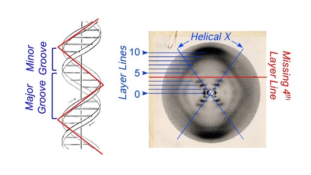 Rosalind Franklin and Maurice Wilkins