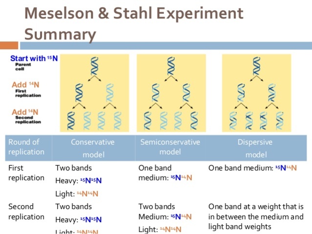 Matthew Meselson and Franklin Stahl