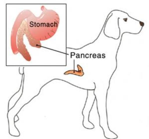 Dog Pancreas
