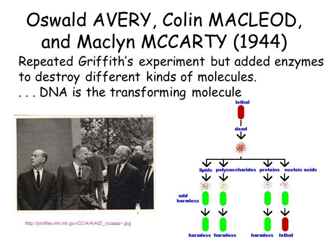 Oswald Avery, Maclyn McCarthy, and Colin McCeod