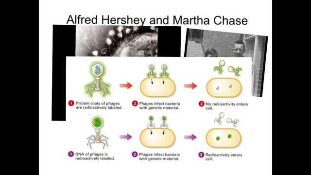 Alfred Hershey and Martha Chase