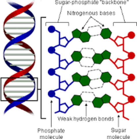 James Watson and Frances Crick