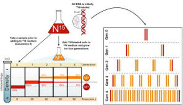 Matthew Meselson and Franklin Stahl