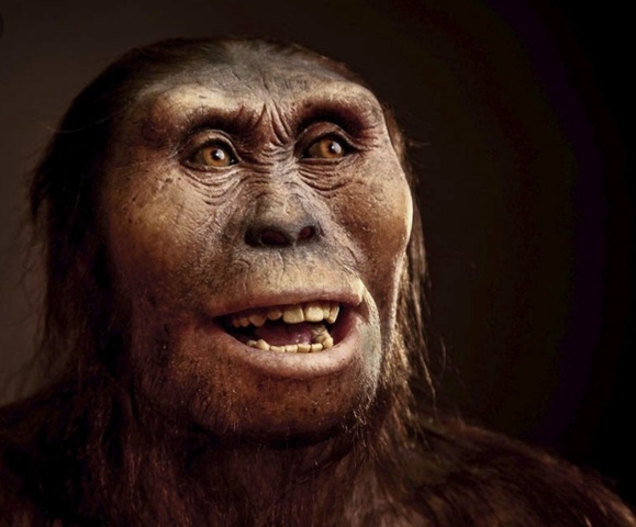 Australopithecus