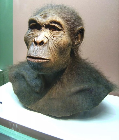 Homo habilis