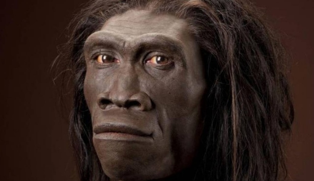 Homo erectus