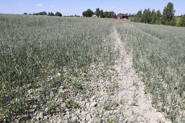 Dårlige kornavlinger