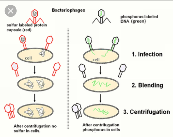 Alfred Hershey & Martha Chase