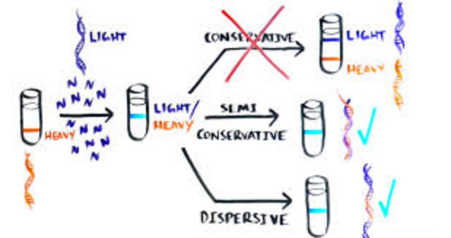 Matthew Meselson and Franklin Stahl