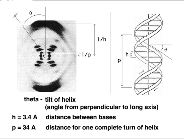Rosalind Franklin and Maurice Wilkins