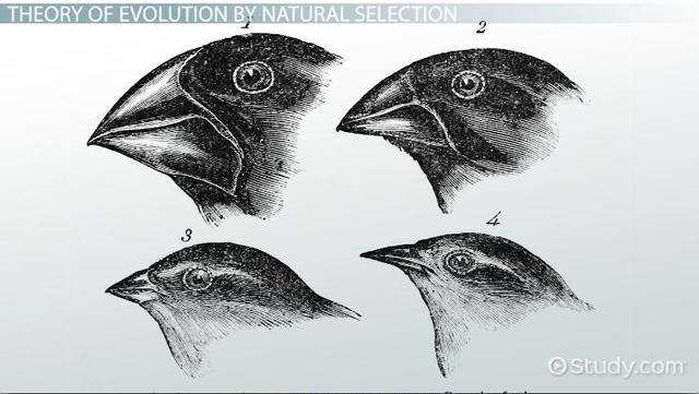 The Origin of Species by means of Natural Selection Charles Darwin(1809-1882)