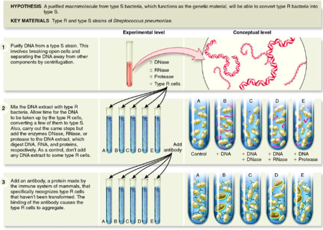 Oswald Avery, Maclyn McMarty, and Colin McCleod