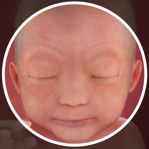 Primera etapa | 24 semanas