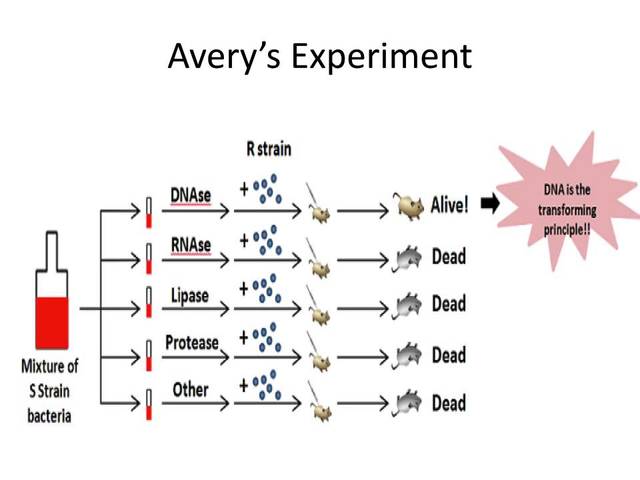 Oswald Avery, Maclyn McCarty and Colin McCloed