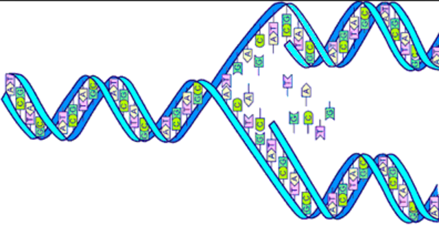 Matthew Meselson & Franklin Stahl