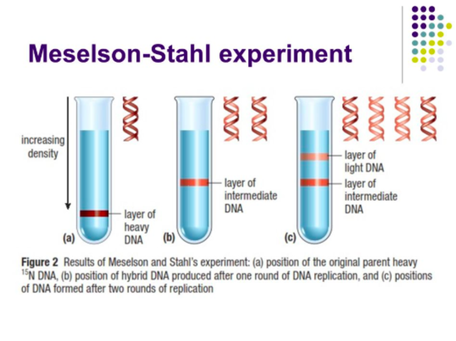 Matthew Meselson and Franklin Stahl