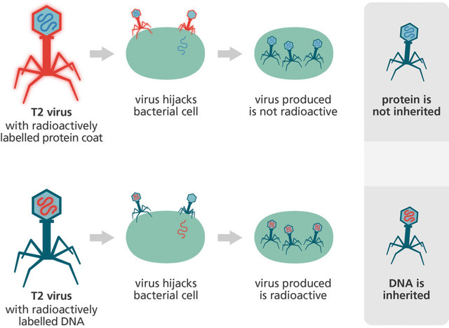 Alfred Hershey & Martha Chase