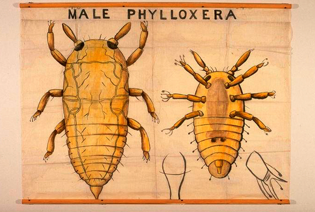 Plaga de la Filoxera