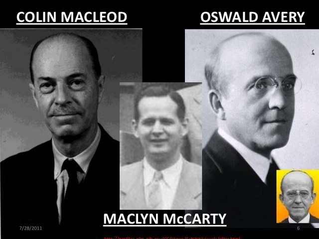 Oswald Avery, Maclyn McCarty, and Colin Macleod