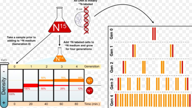 Matthew Meselson and Franklin Stahl